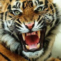Tiger Hearted FT Preme, Top$, Tony Krillz