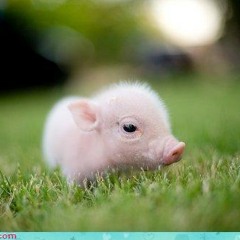 dlibert invad eqesrtai