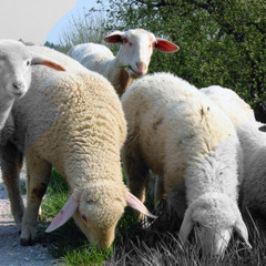 I Shall Not Want - Interim Worship Band