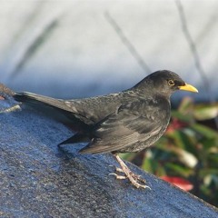 Blackbird song, United Kingdom, 1970s