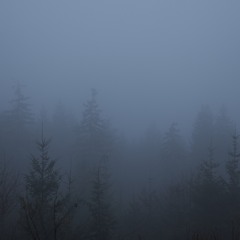 Monadh + Shea McGilvray - Virid