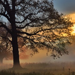 Misty