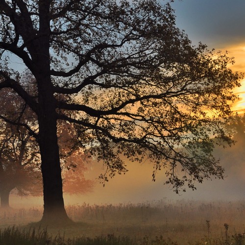 Misty