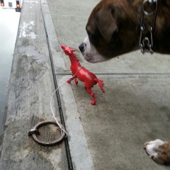 dByrd {free DOWNLOAD}