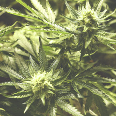 CRTZ - Smoke Kush Not Crack [CLICK "BUY" TO D/L]