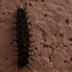 M3taN01a - Nymphalis Antiopa