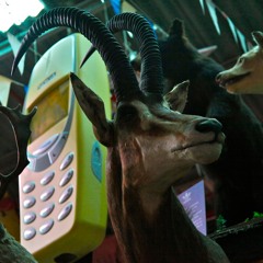 Something living out there