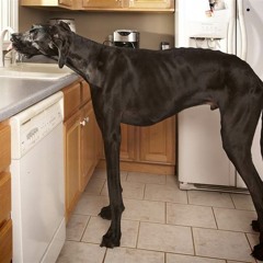 Get Big Dog Workout Mixes