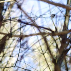 44 Caliber Love Letter 3