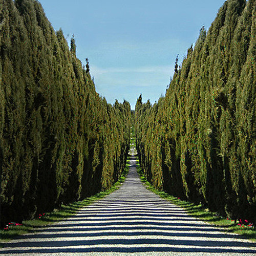 Simon Surround -The journey is the destination