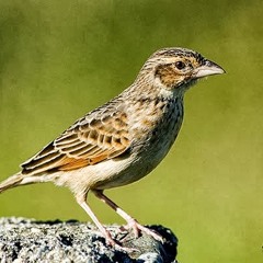 Burung - Branjangan
