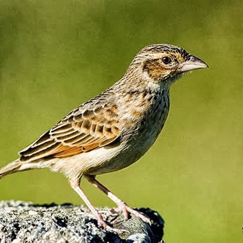 Burung Branjangan By Bay On Soundcloud Hear The World S Sounds