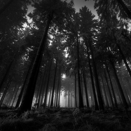 Fang Forest ॐ Steven_Shaman