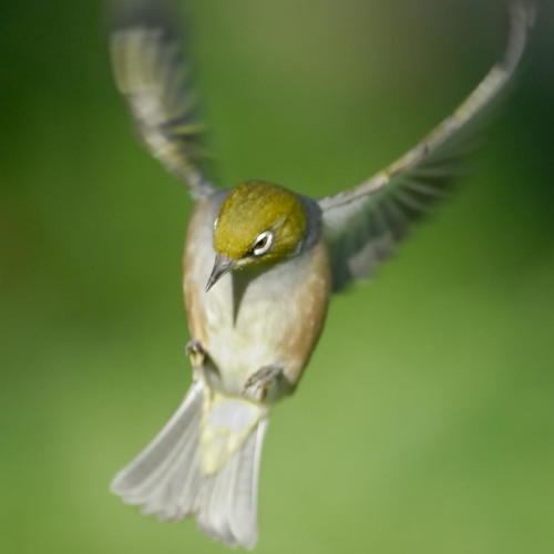 green bird