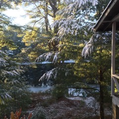 Black Forest Woman Demo