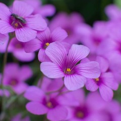 And I know you forgive my sins