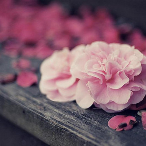 ♥ . . أحمَــد يَـآ نُورَ ـآلهُدى ،، رُوحي يَـآ حَبيبِي ـآلفِدى . . ♥