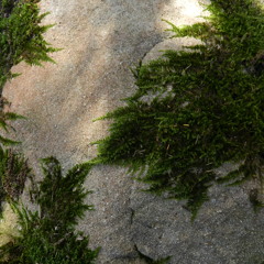Francesco [ChiCcO] M. The Moss On The Rock