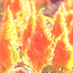 Celosia