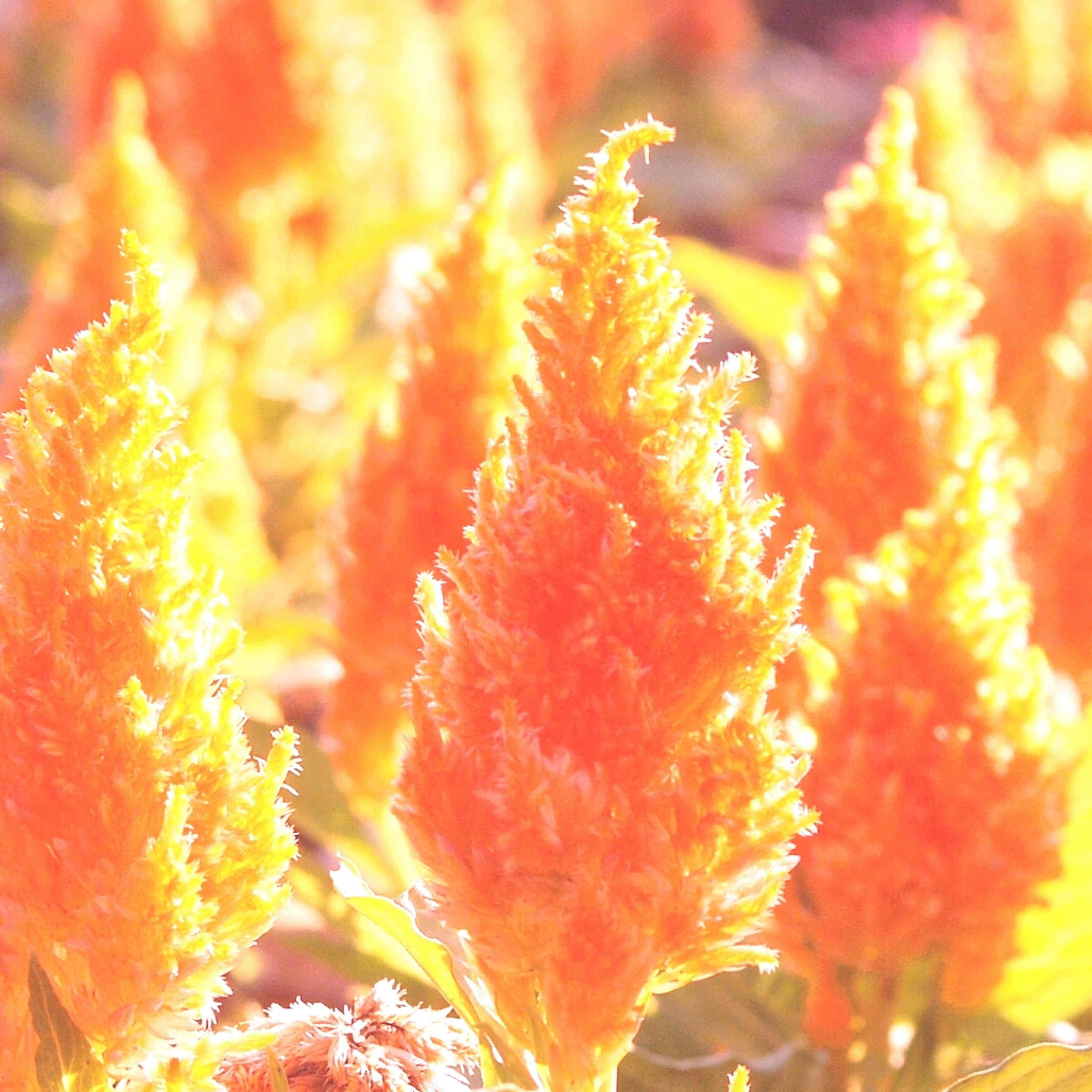 Celosia episode artwork