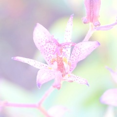 Toadlily