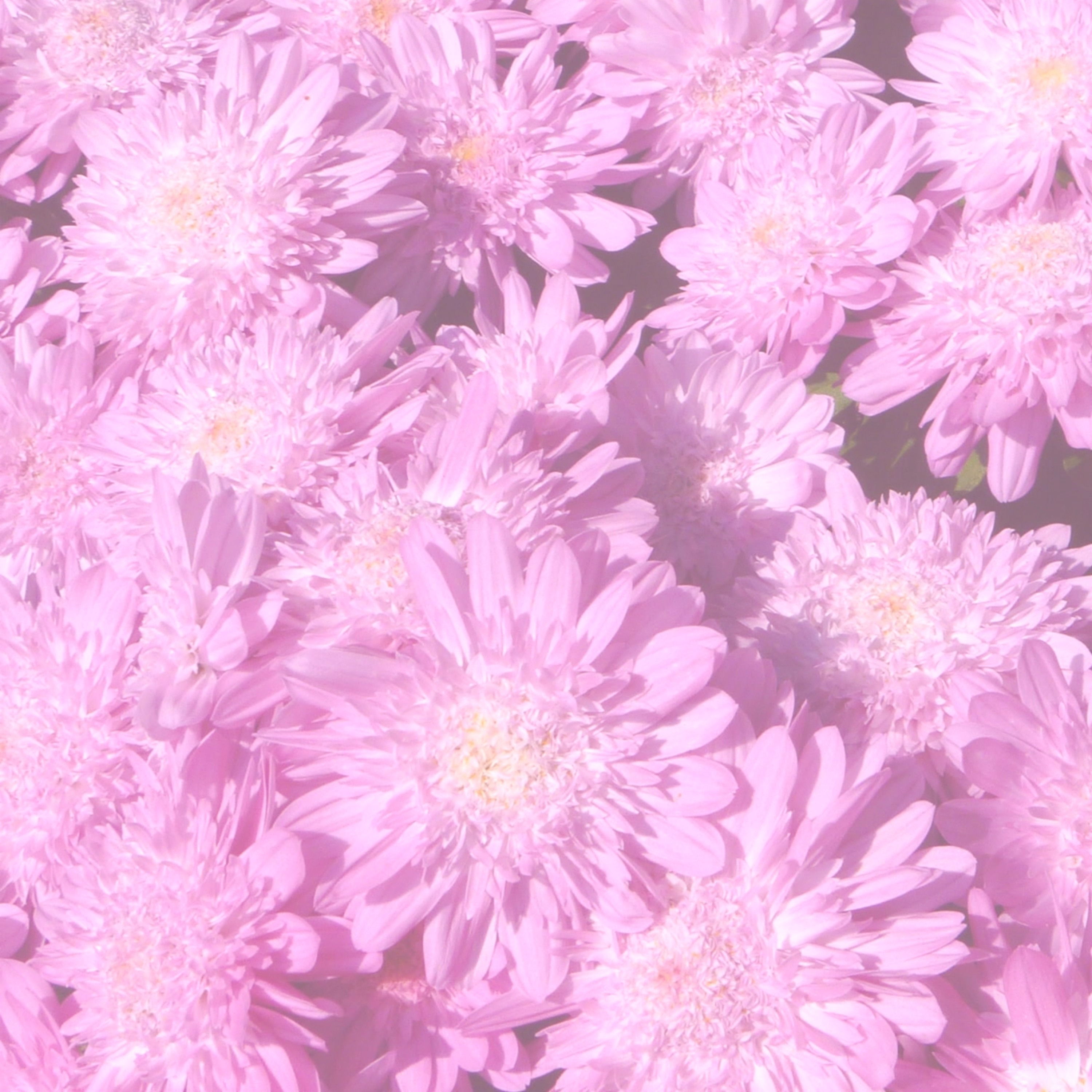 Chrysanthemum episode artwork
