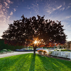 Dream Interpretation By Abu Khadeejah