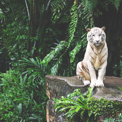 Coferchronix - Jungle ( Barr Mix)