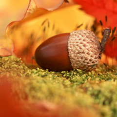 Саранча-негатив