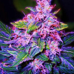 Blueberry Weed (The Stoned Messiahs) instrumental +video link