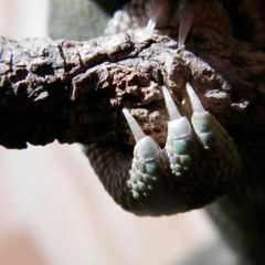 Mosm - Bonobo, Black Sands + Autechre, Cfern