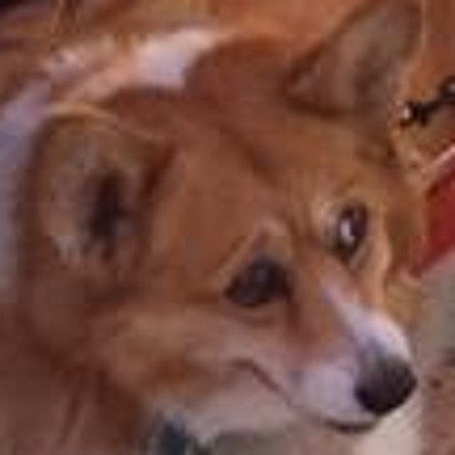 Tetris Dog
