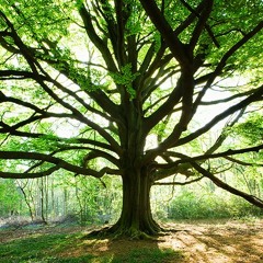 Remember, beech trees - Hart & Linden