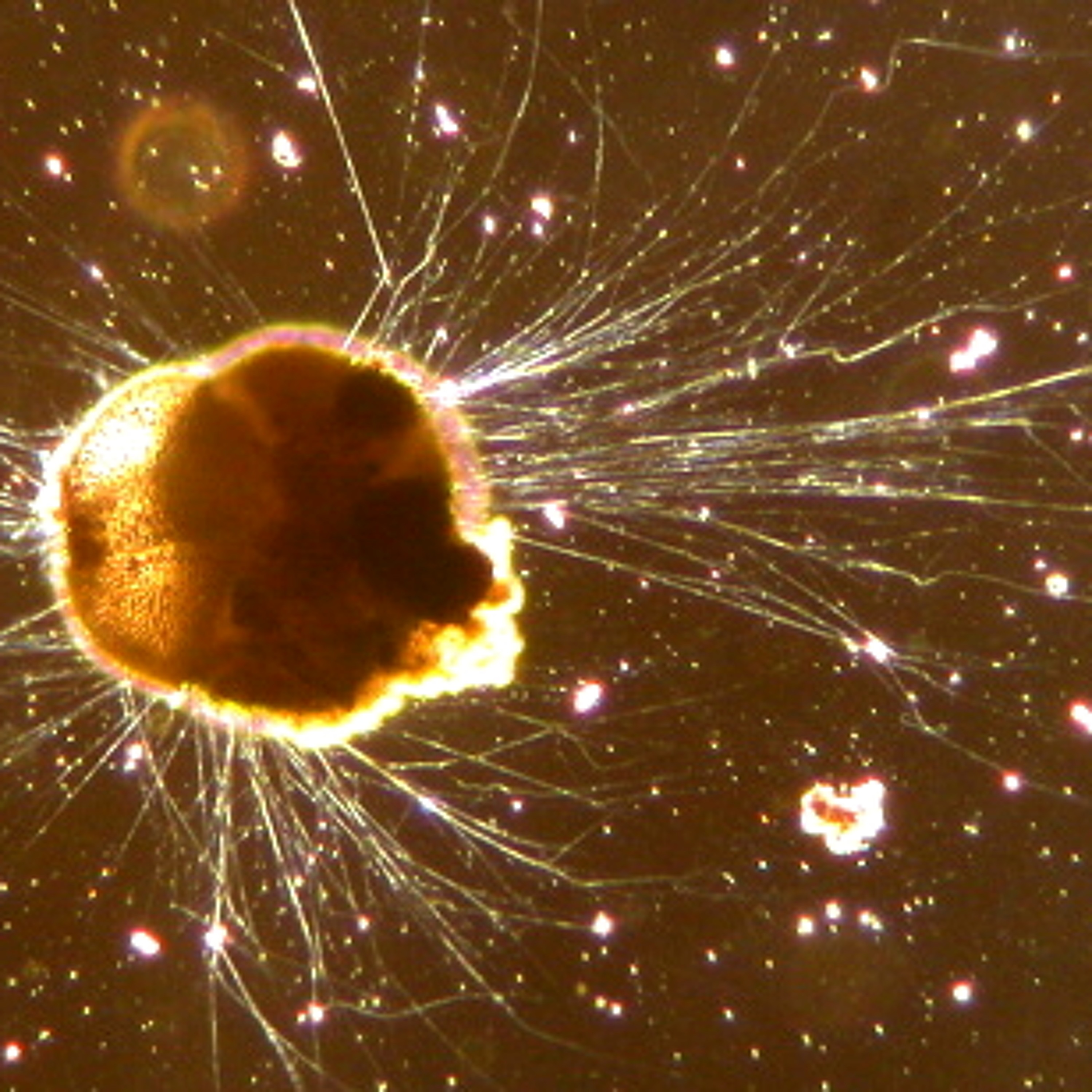 Foraminifera episode artwork