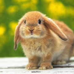 Florentem - Bunny Rabbit [FREE DOWNLOAD]