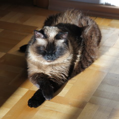 SunVox music. Best of January 2015