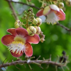 tvrs Telugu Light Music - Lalitha Sangeetham