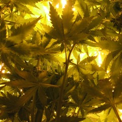 JNKP - Happy Trees - FreeDL