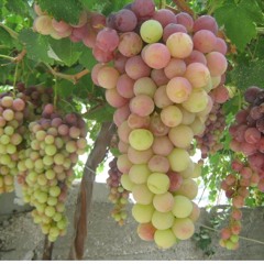 AlKarma  هذه الكرمه - شعر البابا شنوده الثالث