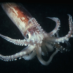 Master Terror Squid