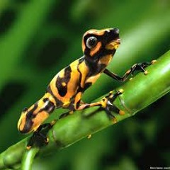 Dendrobeat -  Dendrotime teaser