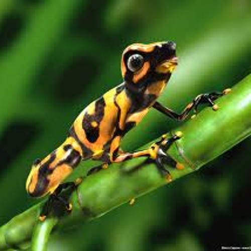 Dendrobeat -  Dendrotime teaser