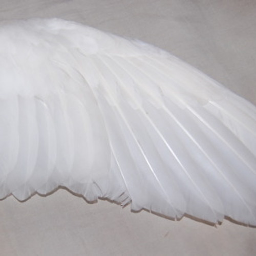 angel