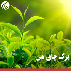 برگ چای من
