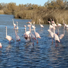 Flamingo Mating Calls (Close Perspective) - The Camargue, France