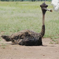 Bob Smoke V. Catacombs - One Silver Dollar V. Music Mi Luv (Seedspark Mashup)