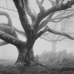 Ambient Sample1