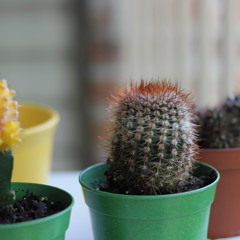 Growin Up - Original