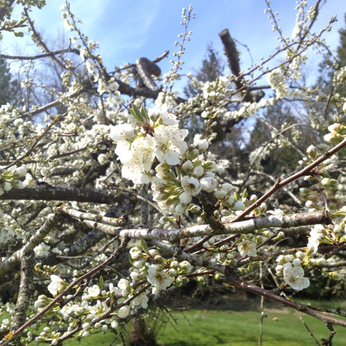 The Cherry Tree