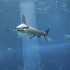 SlamerheadShark bad brainstorm